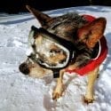 Rex Specs and RC Pets Skyline Puffy: Protective Winter Gear for Dogs