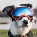 Rex Specs dog goggles