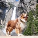 Adventure Dogs and Blue-Green Algae Concerns