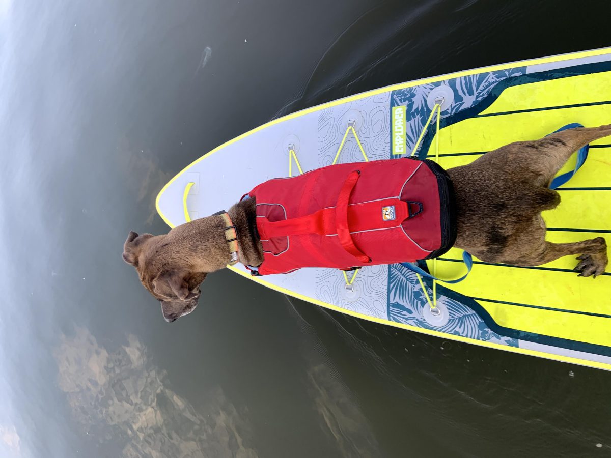 Kurgo Surf and Turf Life Jacket