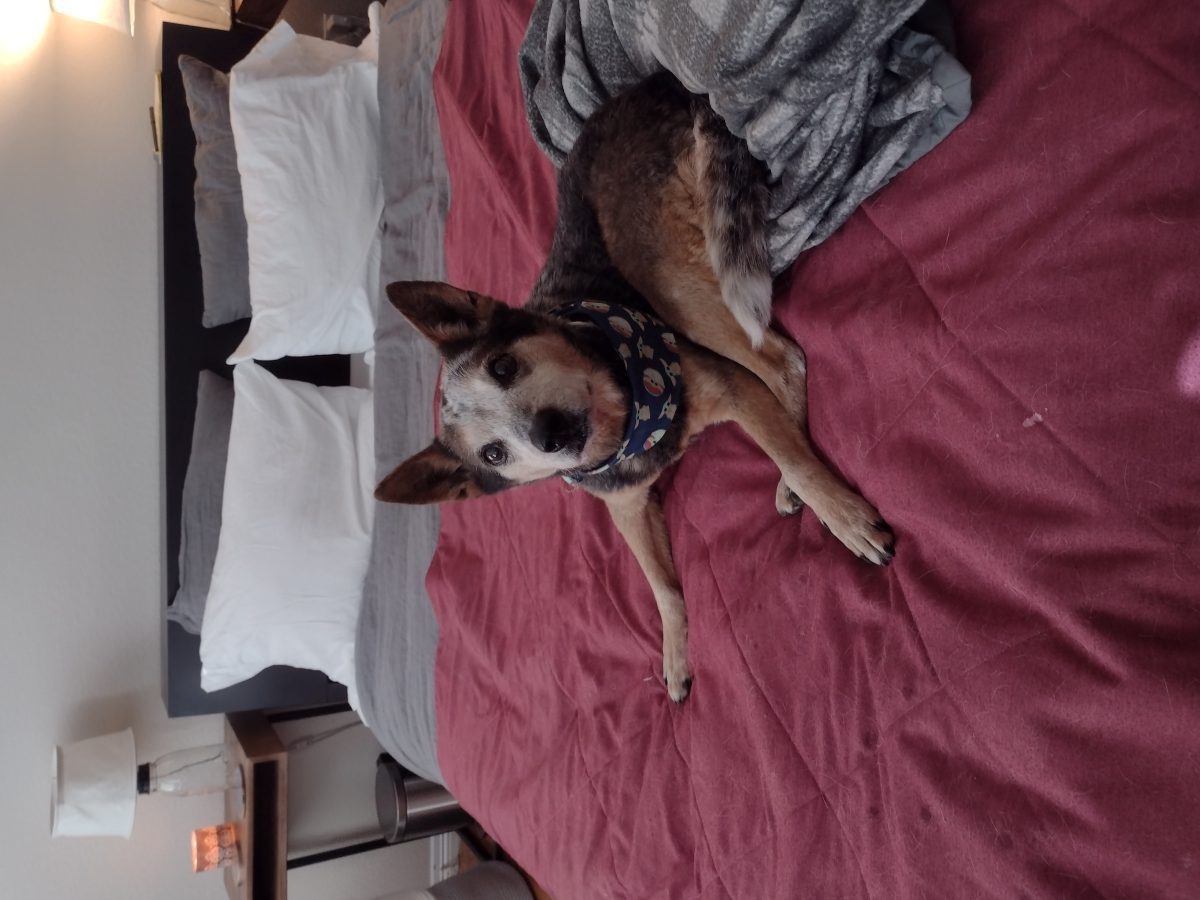 YETI Lowlands Blanket – Impressive Blanket for Dog Lovers