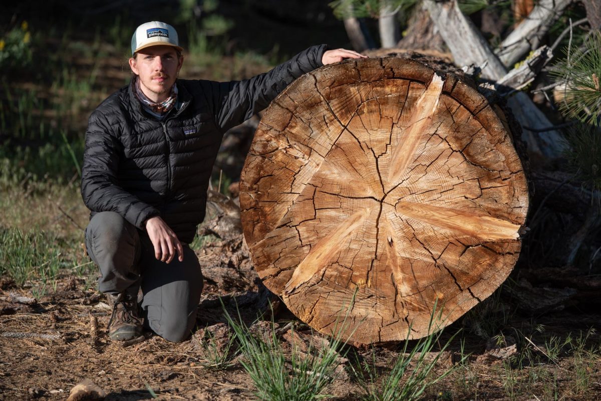 Legal Actions Challenge Huge Logging Project in Los Padres National Forest