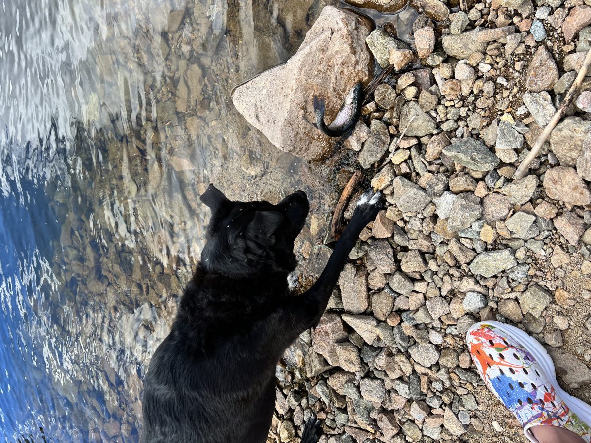 Kane Revive Shoes – 1 Year Later review – Active Recovery Shoe